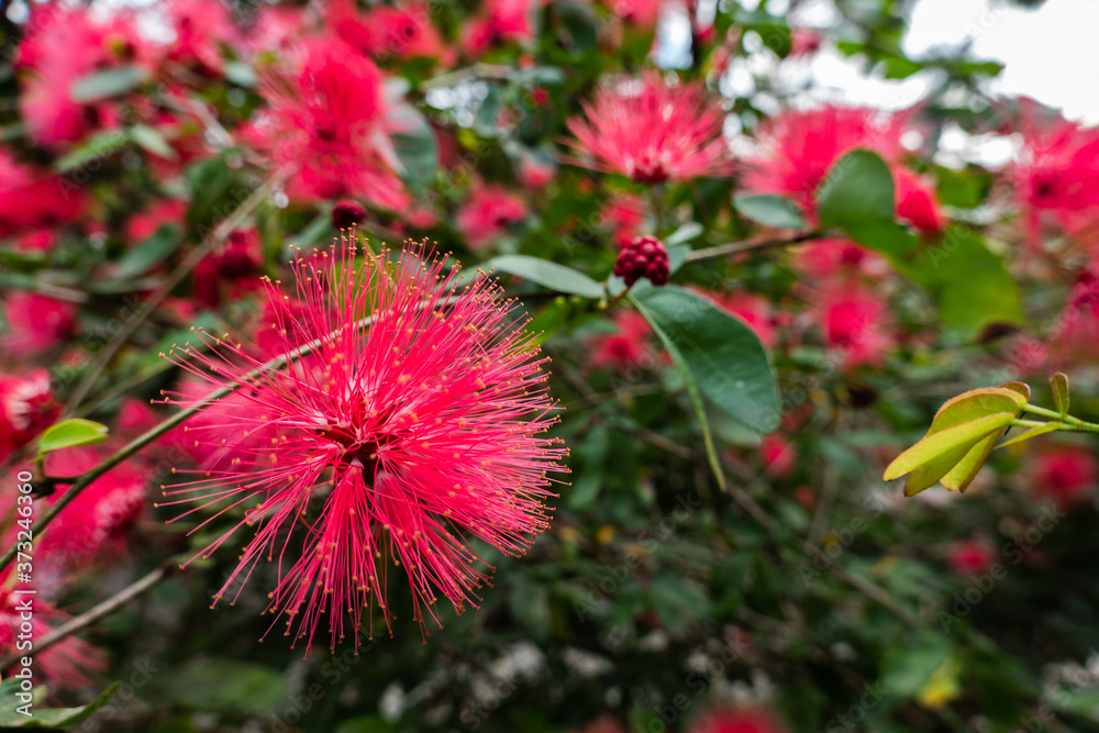 red powderpuff flowers red powderpuff flowers