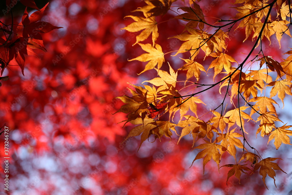 Japanese acer leaves turning red and yellow during the autumn