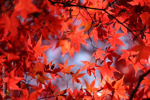 Japanese acer leaves turning red during the autumn