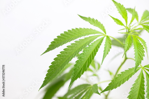 plant cannabis farm plantation medical marijuana hemp