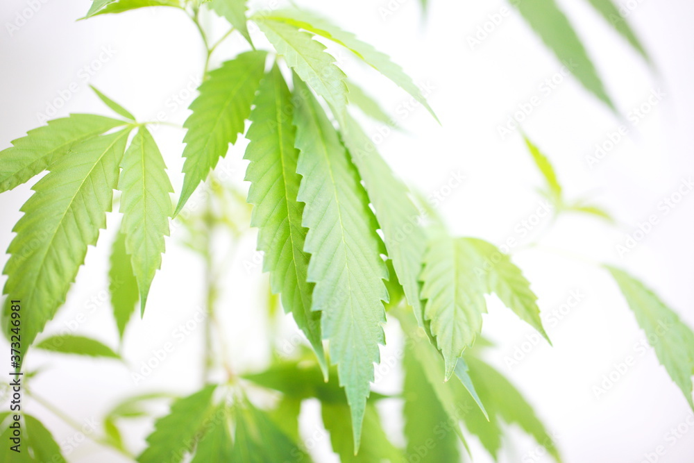plant cannabis farm plantation medical marijuana hemp plant cannabis farm plantation medical marijuana hemp