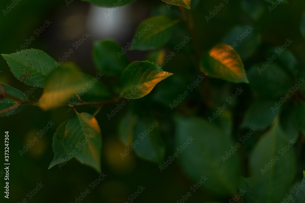 Green leaves pattern background. Natural background and wallpaper. Green plant natural pattern. Green leaves pattern background. Natural background and wallpaper. Green plant natural pattern.