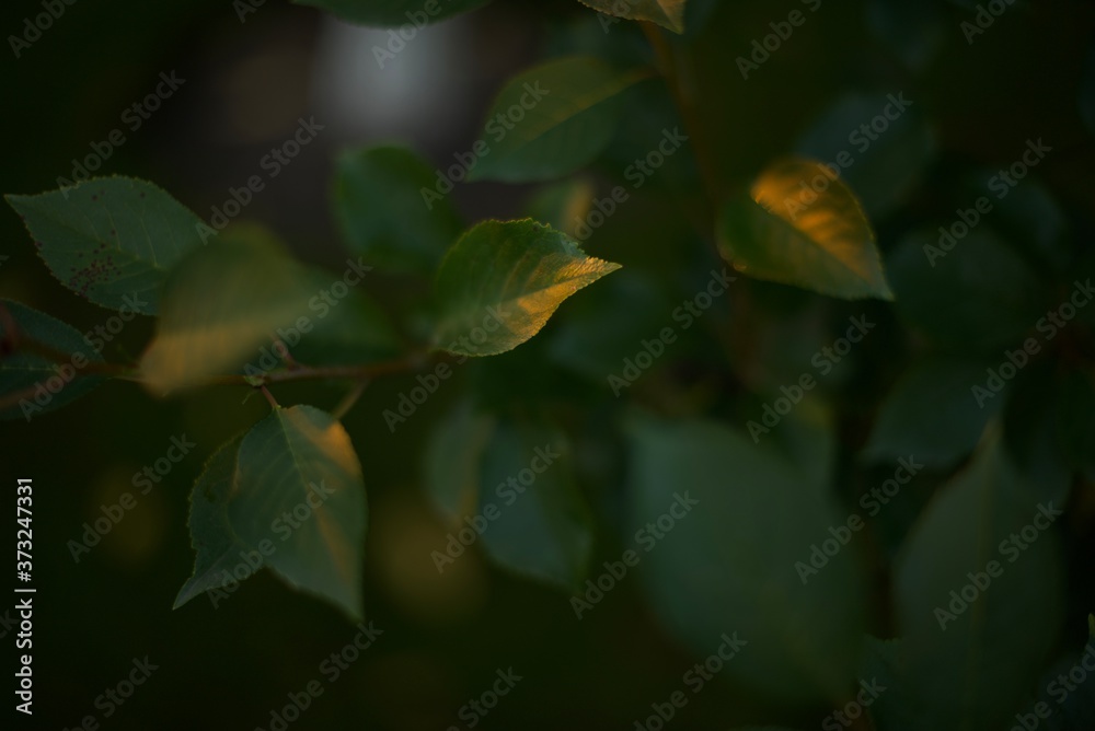Green leaves pattern background. Natural background and wallpaper. Green plant natural pattern. Green leaves pattern background. Natural background and wallpaper. Green plant natural pattern.