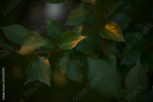 Green leaves pattern background. Natural background and wallpaper. Green plant natural pattern.