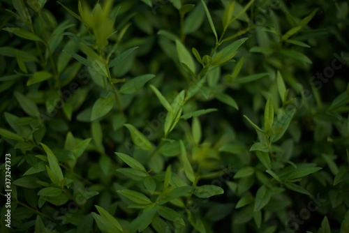 Green leaves pattern background. Natural background and wallpaper. Green plant natural pattern.