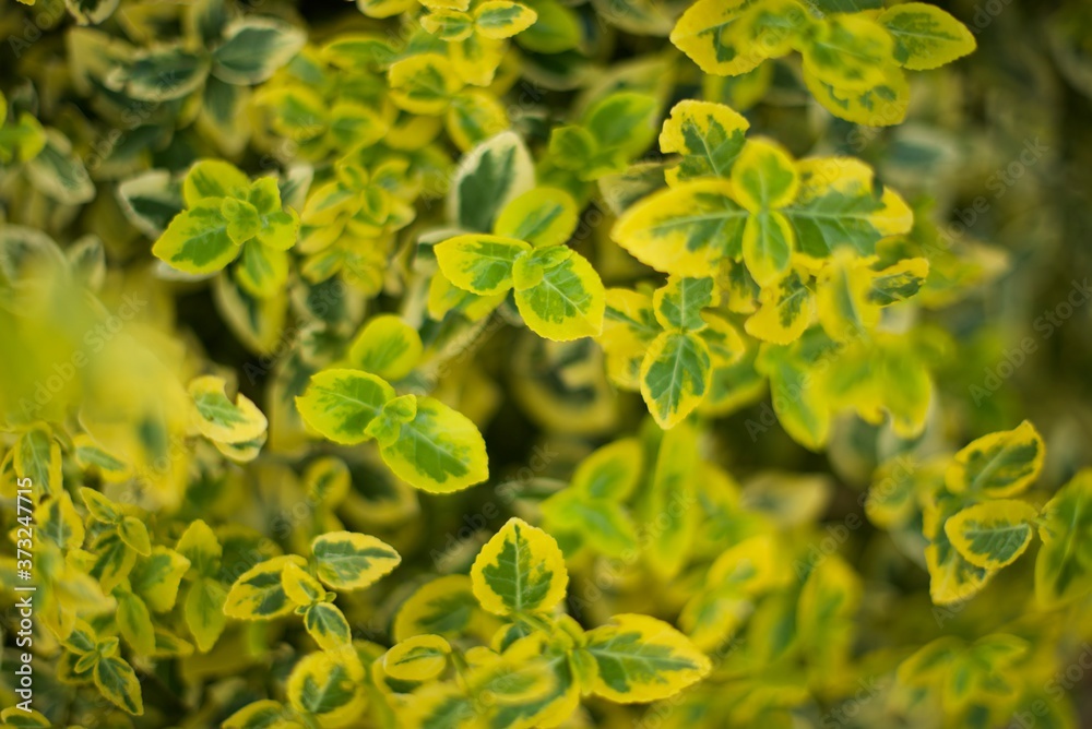 Obraz premium Green leaves pattern background. Natural background and wallpaper. Green plant natural pattern.
