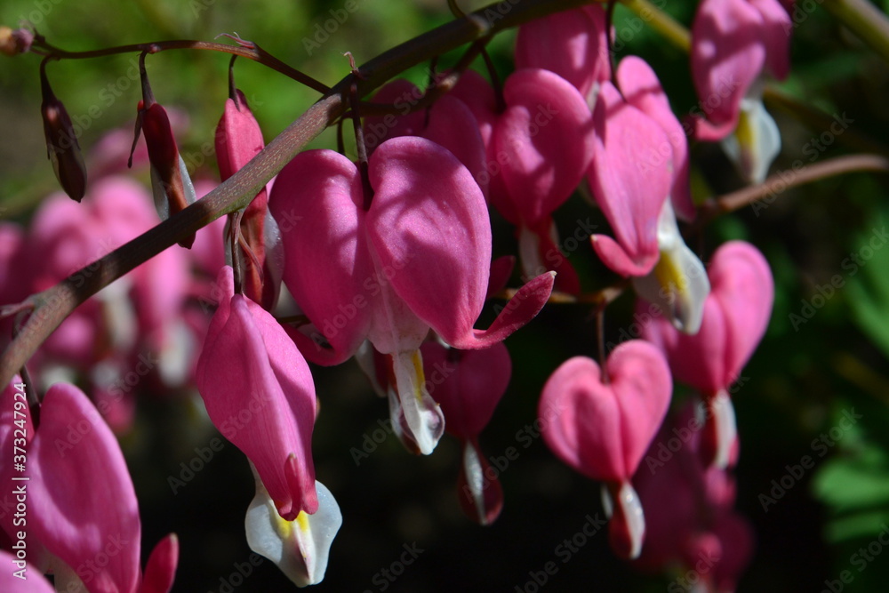 Fototapeta premium Bright pink flowers with a white center 