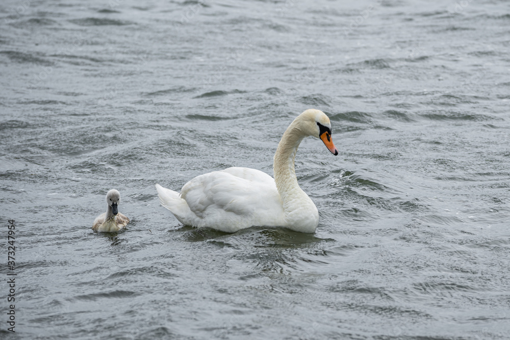 Swans swim on wild waves in windy weather Swans swim on wild waves in windy weather