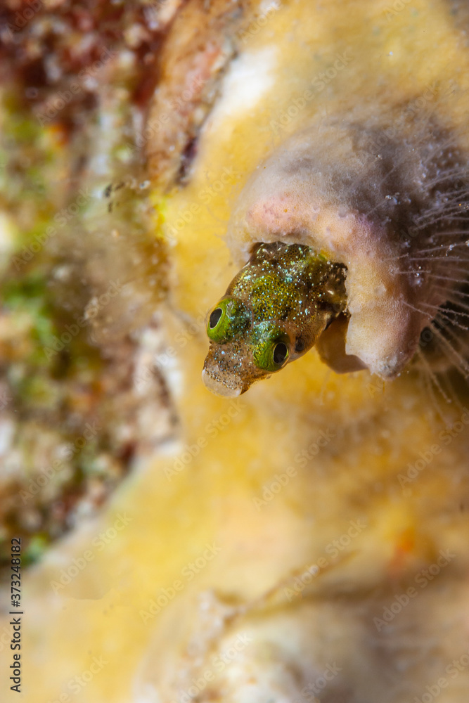 spinyhead blenny,Acanthemblemaria spinosa,