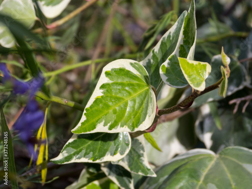 Details of green leaves