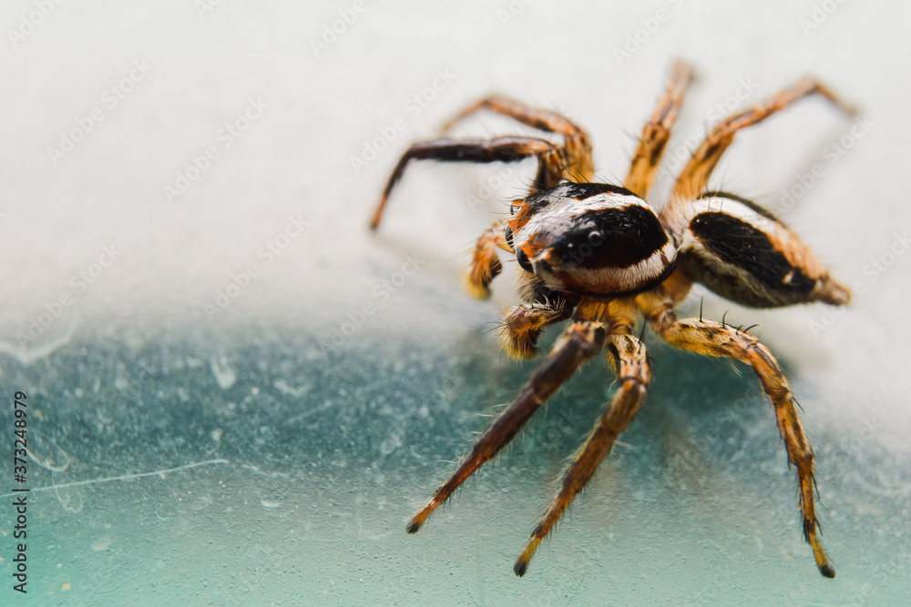 Obraz premium spider on the glass