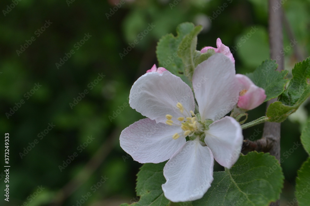 White-pink flowers of an apple tree on a background of green leaves and branches White-pink flowers of an apple tree on a background of green leaves and branches