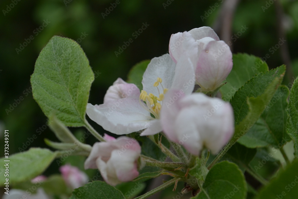 White-pink flowers of an apple tree on a background of green leaves and branches White-pink flowers of an apple tree on a background of green leaves and branches