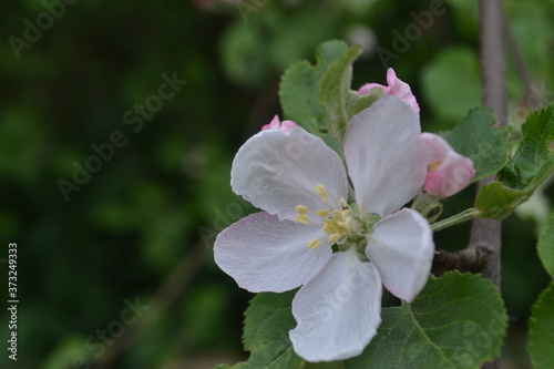 White-pink flowers of an apple tree on a background of green leaves and branches