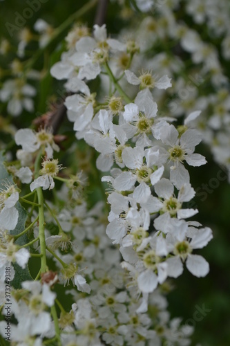 White flowers of bird cherry on a green background