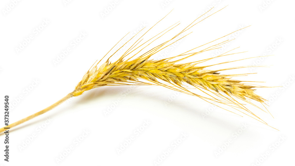 Wheat ear. Whole, barley, harvest wheat sprouts. Wheat grain ear or rye spike plant isolated on white background, for cereal bread flour. Element of design. Wheat ear. Whole, barley, harvest wheat sprouts. Wheat grain ear or rye spike plant isolated on white background, for cereal bread flour. Element of design.