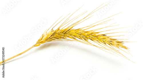 Wheat ear. Whole, barley, harvest wheat sprouts. Wheat grain ear or rye spike plant isolated on white background, for cereal bread flour. Element of design.