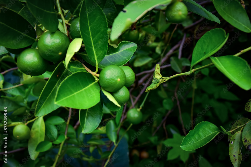 Obraz premium green beans on a tree