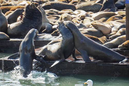 Sea lions in San Francisco Bay 7