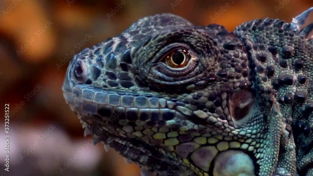 close-up portrait of an adult iguana.exotic pets. close-up portrait of an adult iguana.exotic pets.