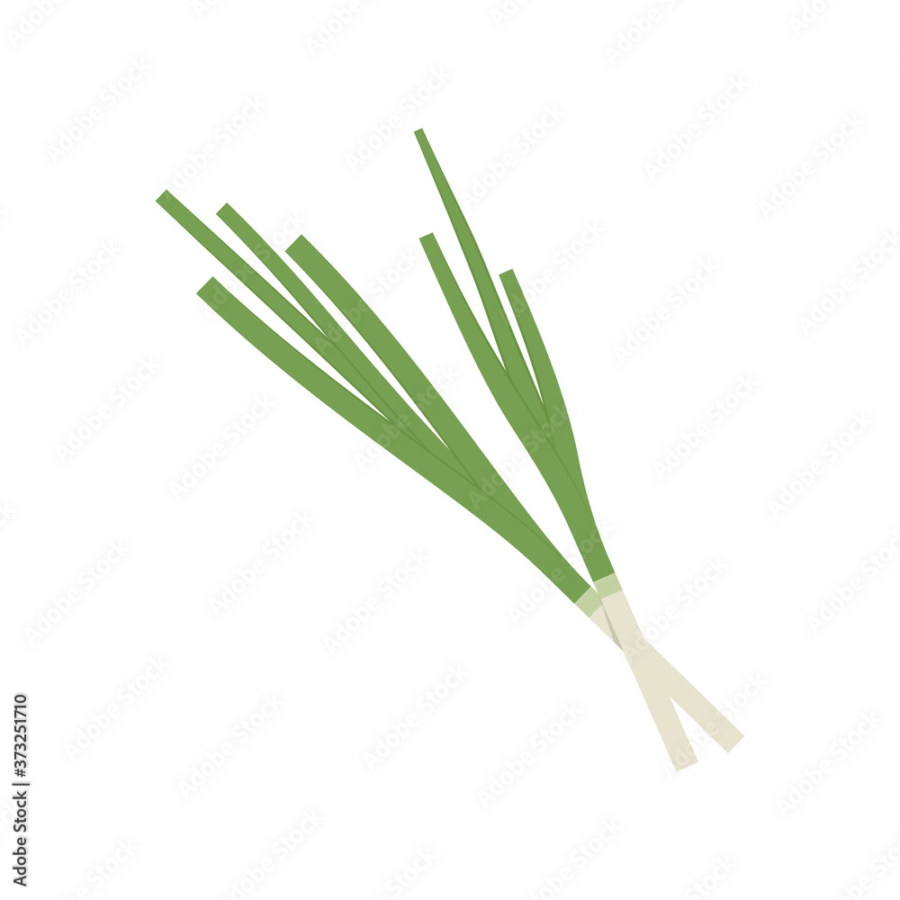 Obraz premium Spring onions vector. Spring onions on white background.