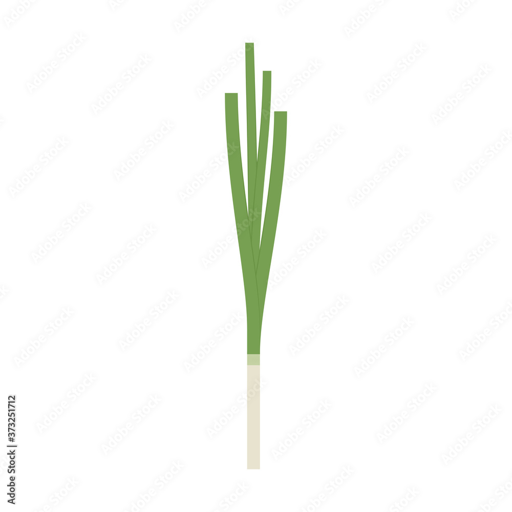 Spring onions vector. Spring onions on white background. Spring onions vector. Spring onions on white background.