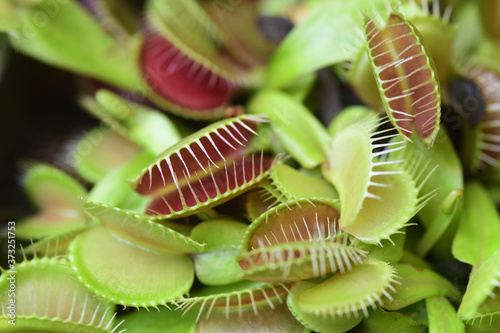 ハエトリソウ　茨城県植物園