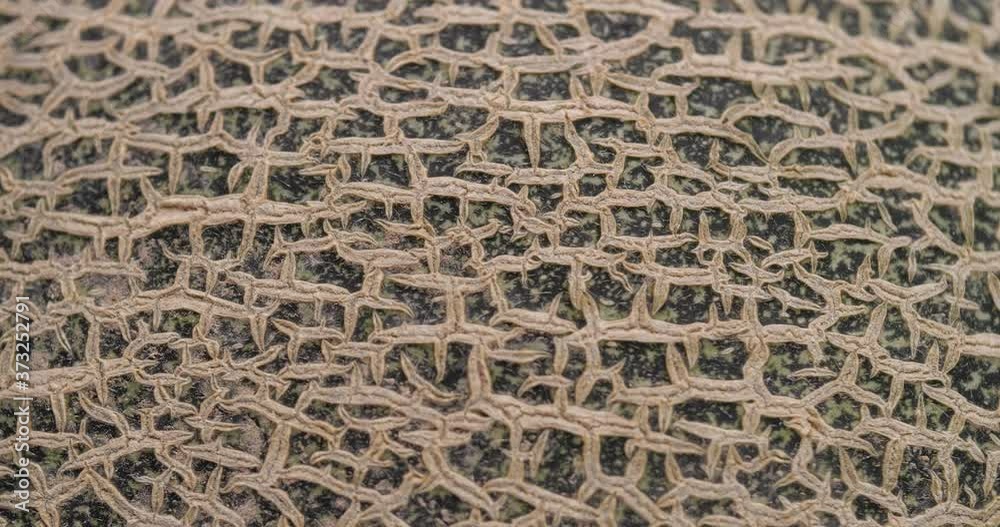 Texture of melon rotate in slow motion, Close-up of cantaloupe melon Texture of melon rotate in slow motion, Close-up of cantaloupe melon