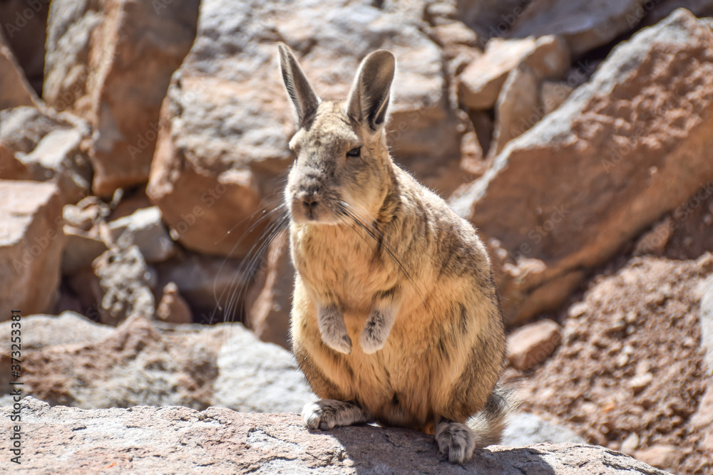 Fototapeta premium Friendly viscacha on Bolivian altiplano 