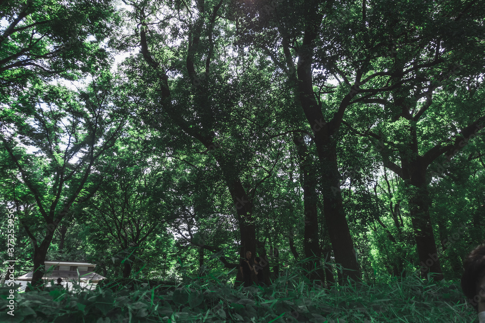 深い深い森と木漏れ日　上野公園