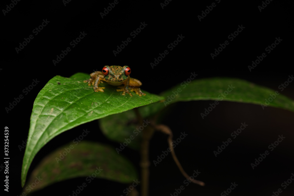 Fototapeta premium Rufous-eyed brook frog on leaf black background