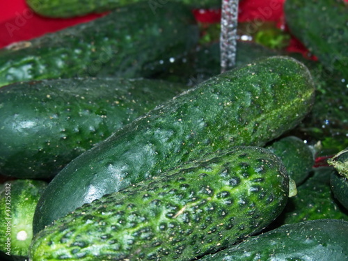 Preparation of fresh cucumbers for pickling on the winter. Home canning. Natural and healthy food. Salty cucumber is a great snack with vodka.