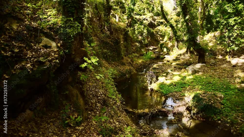 Static shot of water stream in the forest.