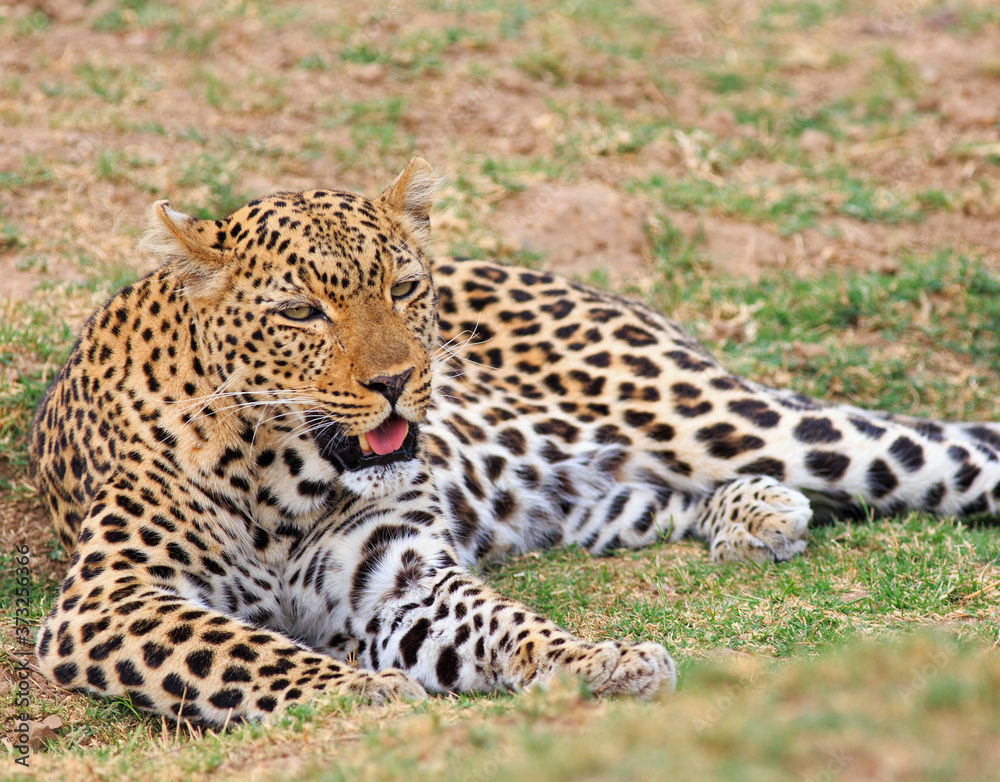 Panthera Pardus - African Leopard resting and panting on the plains in South Luangwa National Park