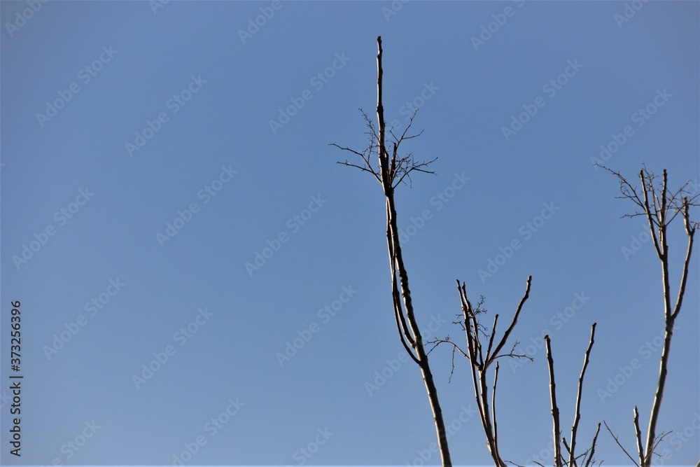 branches of a tree waiting for spring to bloom with the sky above branches of a tree waiting for spring to bloom with the sky above