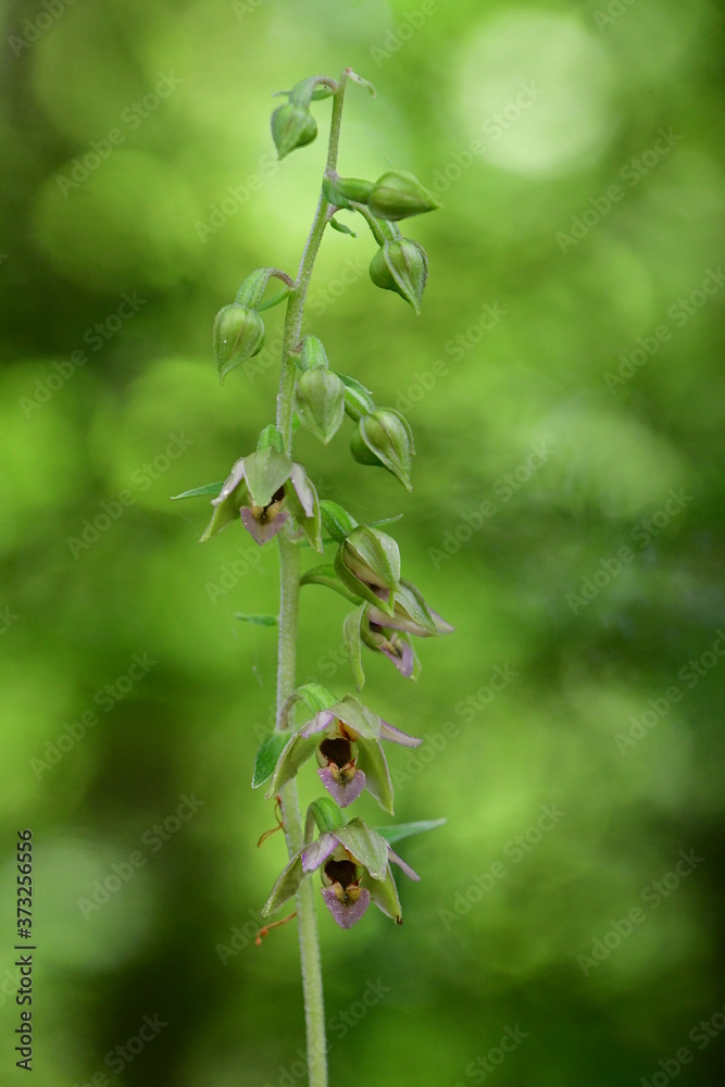 Breitblättrige Stendelwurz