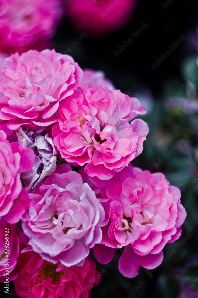 Beautiful nature: small pink flowers (roses) in the garden
