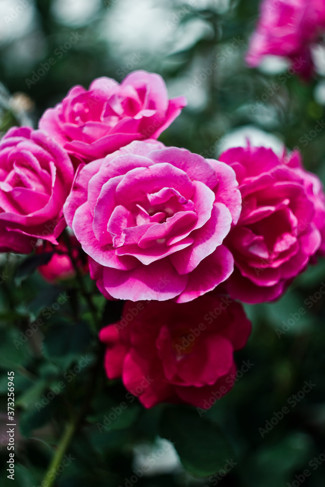 Beautiful nature: pink flowers (roses) in the garden Beautiful nature: pink flowers (roses) in the garden