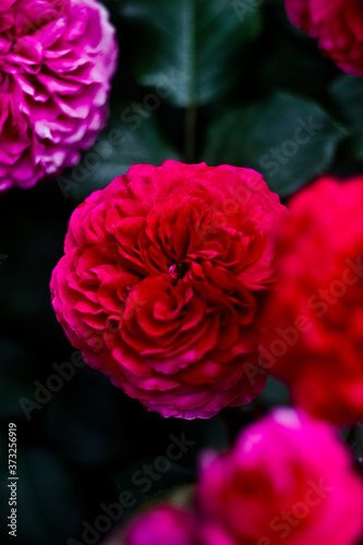 Beautiful nature: pink and red flowers (peony roses) in the garden