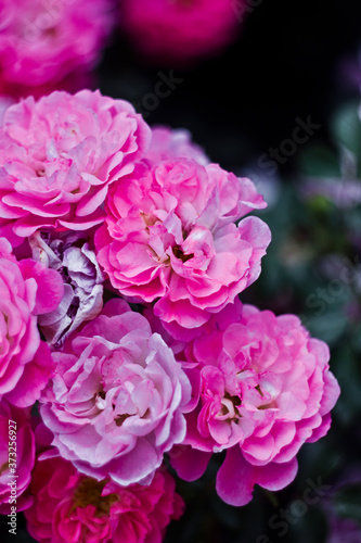 Beautiful nature: small pink flowers (roses) in the garden