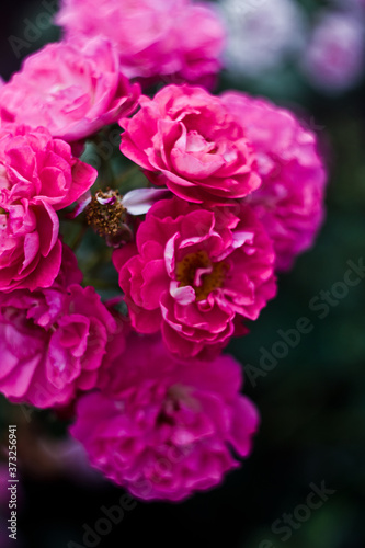Beautiful nature  small pink flowers  peony roses  in the garden