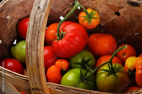 Fresh Organic Tomatoes in a wicker wooden basket
