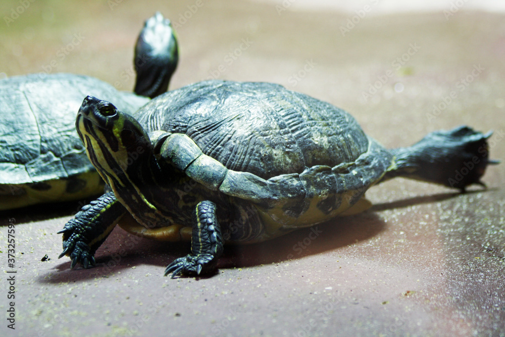 Fototapeta premium Gelbwangen-Schmuckschildkröte