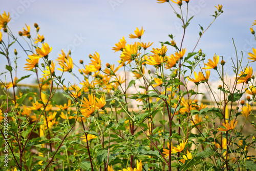 Bright yellow flowers of Jerusalem artichoke on a background of blue sky. Selective focus. © ss404045