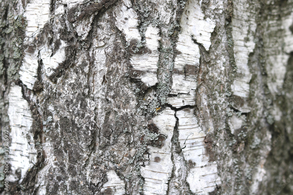 Obraz premium pattern of birch bark with black birch stripes on white birch bark and with wooden birch bark texture