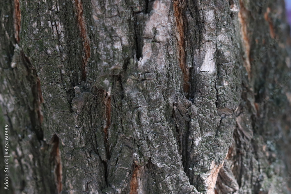 Wood background, wood, trees, wood texture Wood background, wood, trees, wood texture