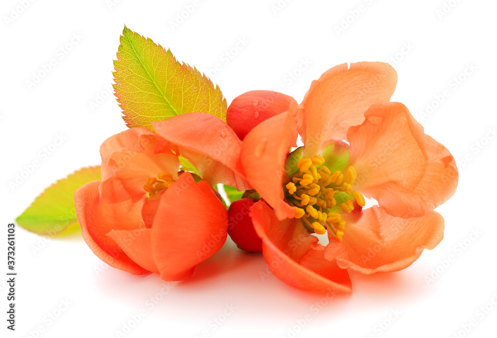 Japanese Quince flowers.