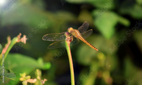 Close up detail of dragonfly.  dragonfly image is wild with blur background. Dragonfly isolated.