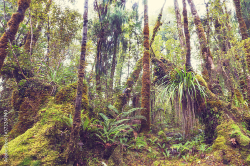 New Zealand forest