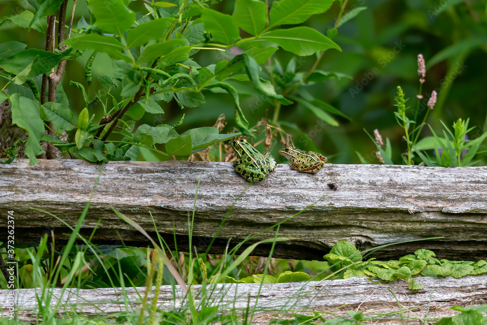 Fototapeta premium The northern leopard frogs waiting for prey.